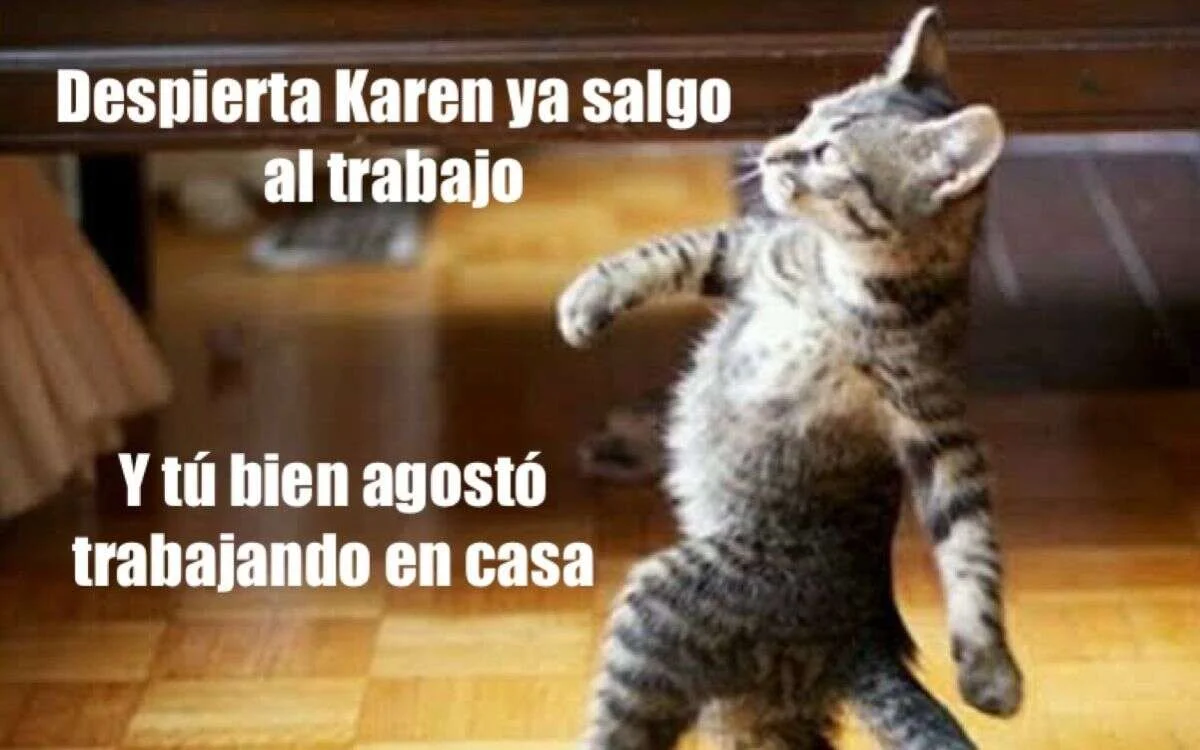 Meme gatito