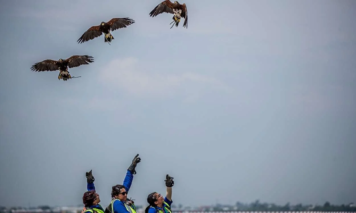 halcones en el AICM 2