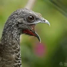 chachalaka