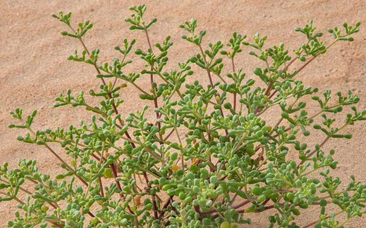tetraena qatarense3 1