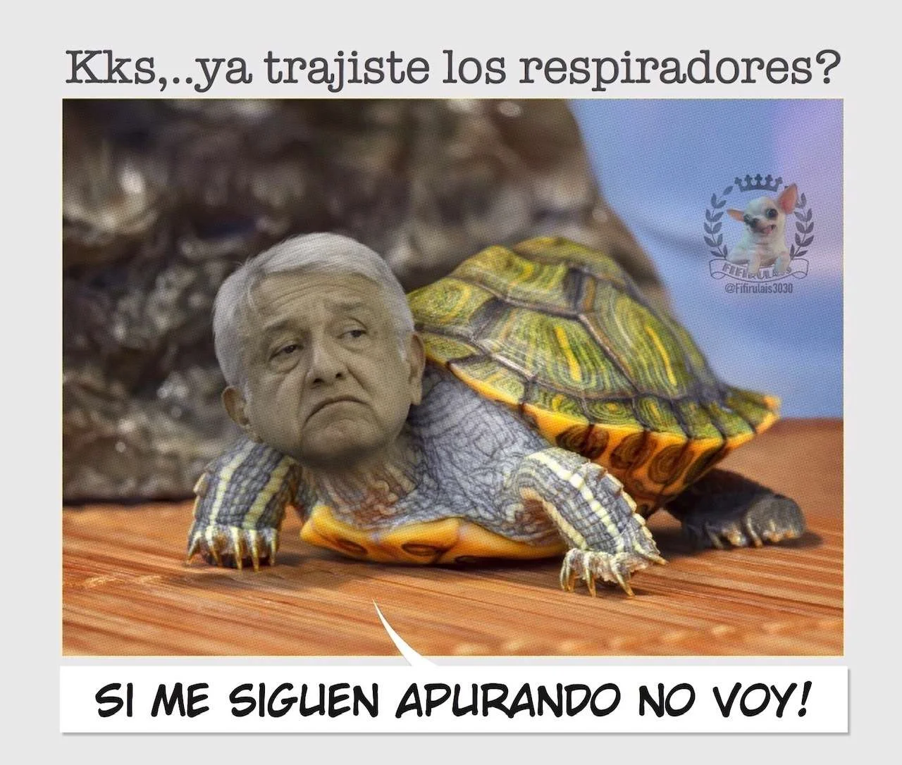 tortuga