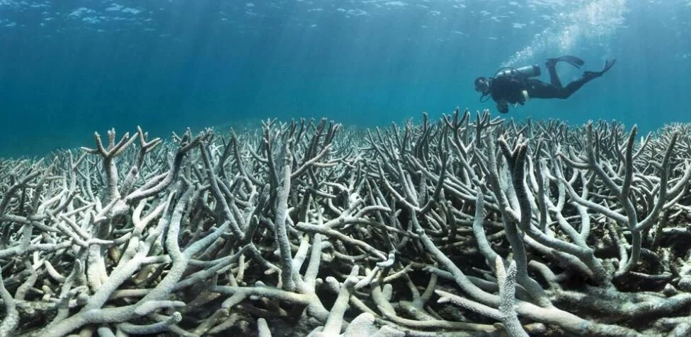 blanqueamiento de coral La Vanguardia