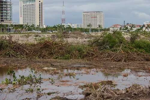 eliminacion manglar La Jornada