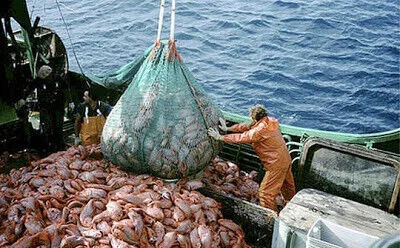 pesca insostenible 1 mi ambiente