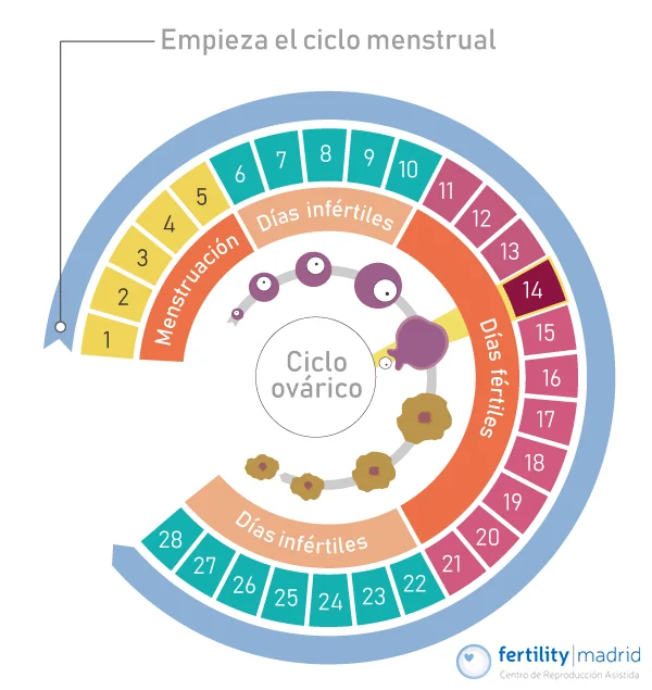 infografia ciclo menstrual