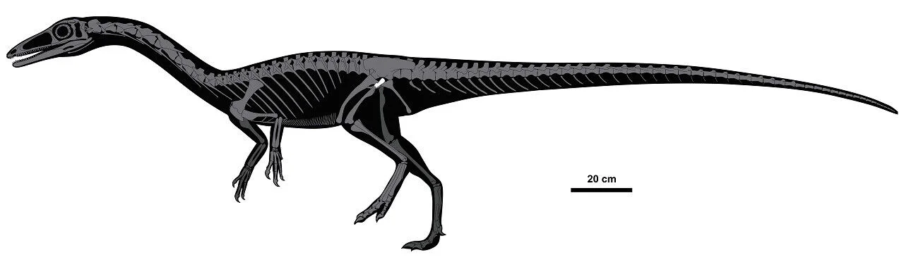 Esqueleto