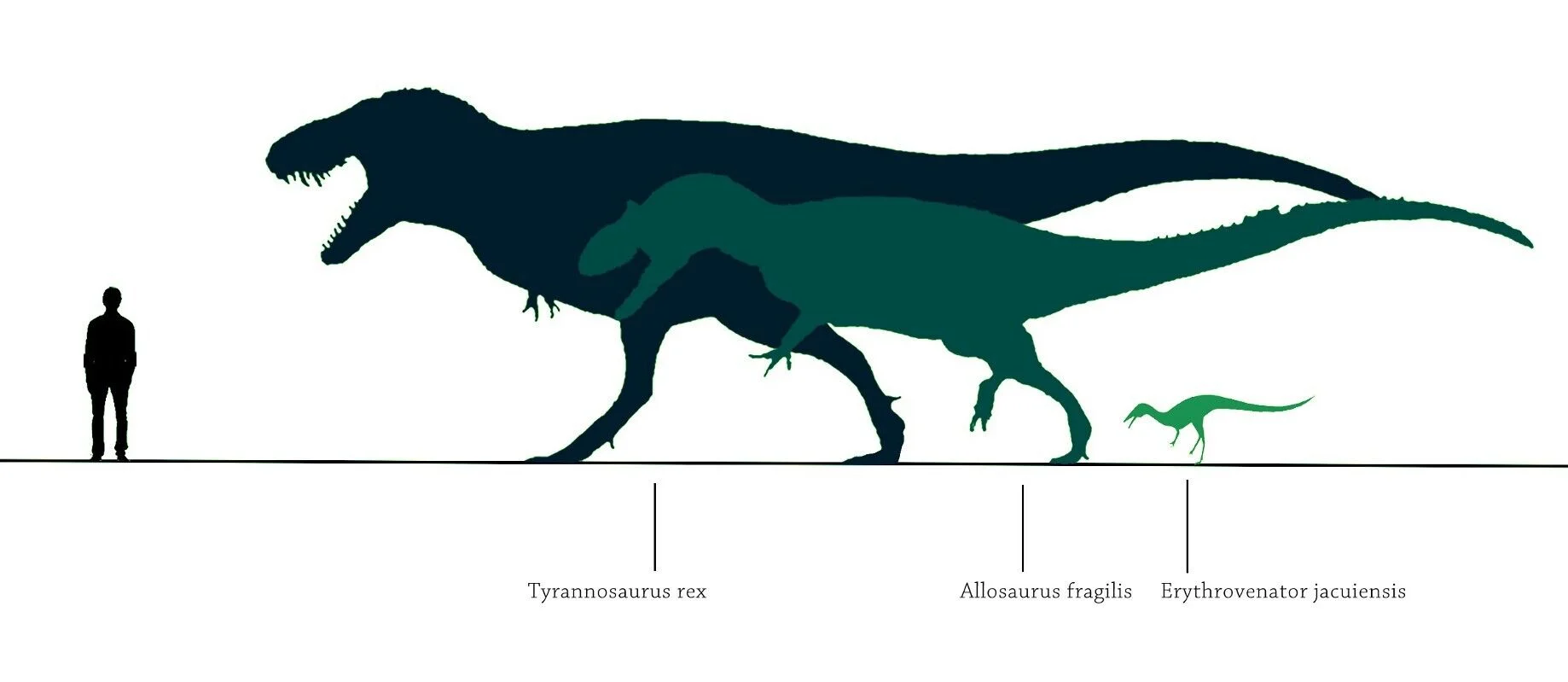 Rex