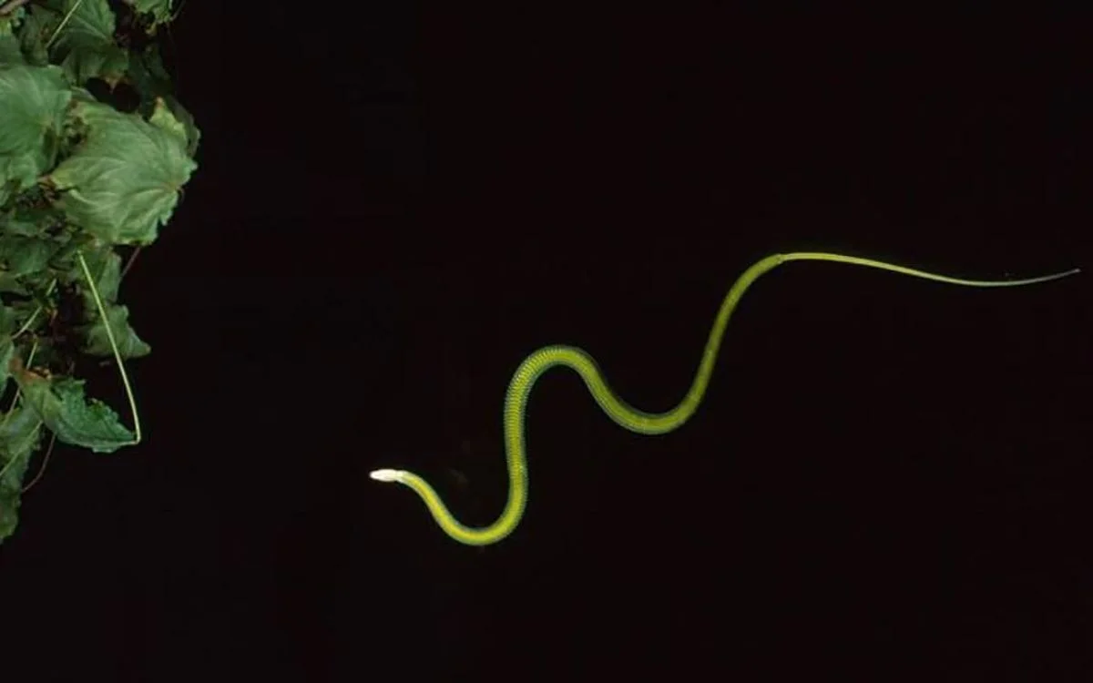 Serpiente voladora 4 1