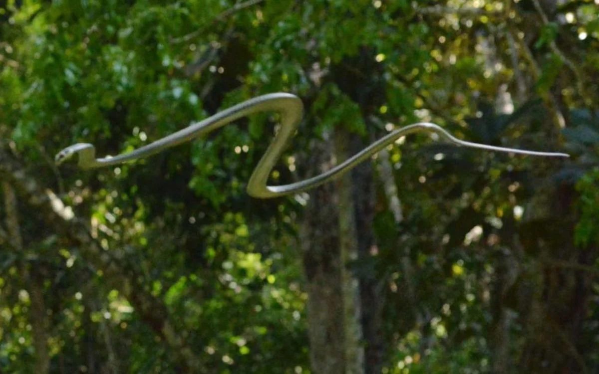 Serpiente voladora 5 1