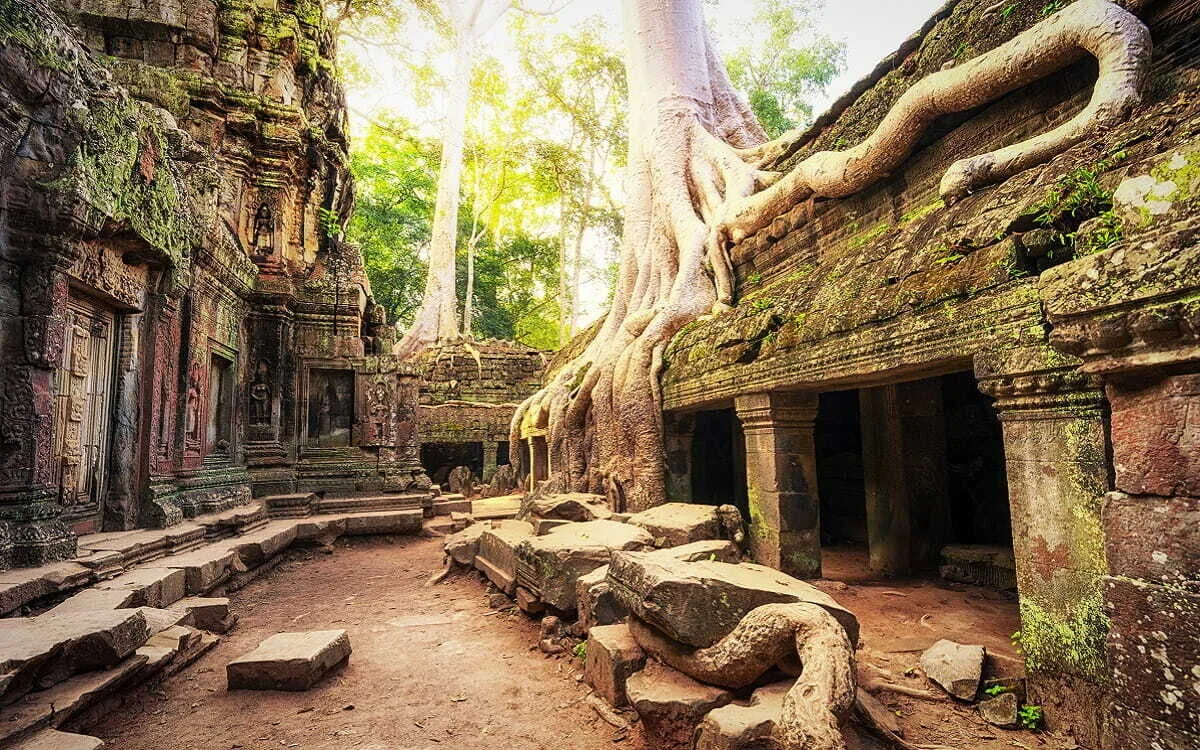 Raíces de árbol de seda en Ta Phrom