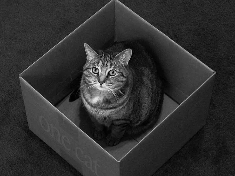 La postmodernidad. Un gato muerto y la 4T.