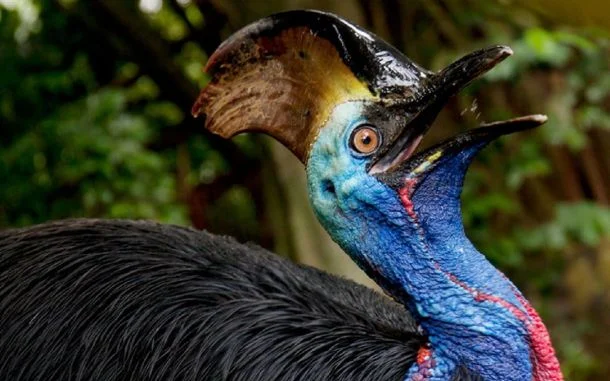 Casuarius casuarius, el casuario común