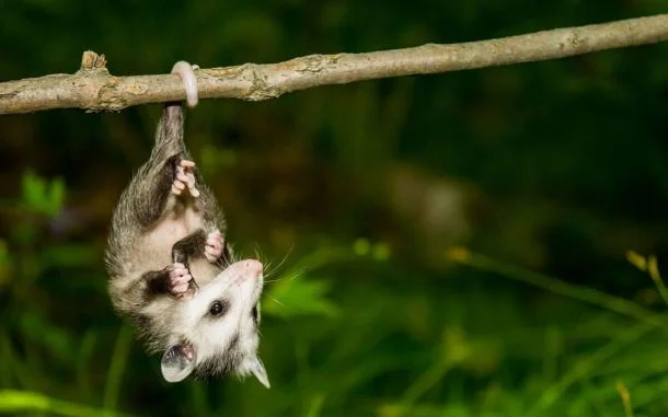 Didelphis, las zarigüeyas