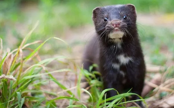 #EspeciesInteresantes, pero invasoras.